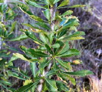 Calabash Tree Leaves