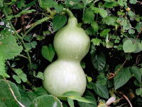 Calabash Vine Fruit