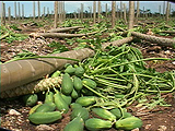 Papaya crop damage by hurricane Dean