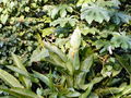 A-DSC04665.JPG