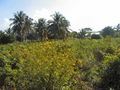 JOY_0730.jpg