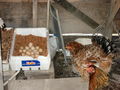 e-img_0072.jpg