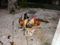 e-img_0195.jpg